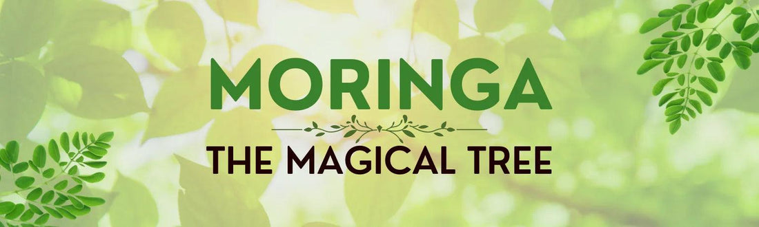 Unlocking the Power of Moringa Powder: A Nutritional Superfood