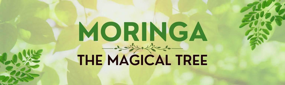 Discovering The Miracle Tree: Moringa - Garry N Sun Organics